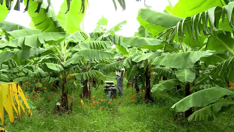 Smart Farming in India